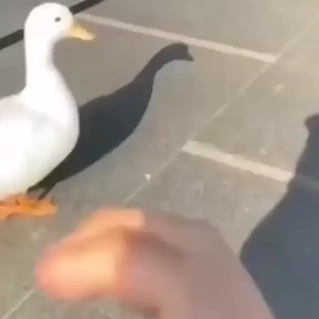 I love you baby: от утки до блюда