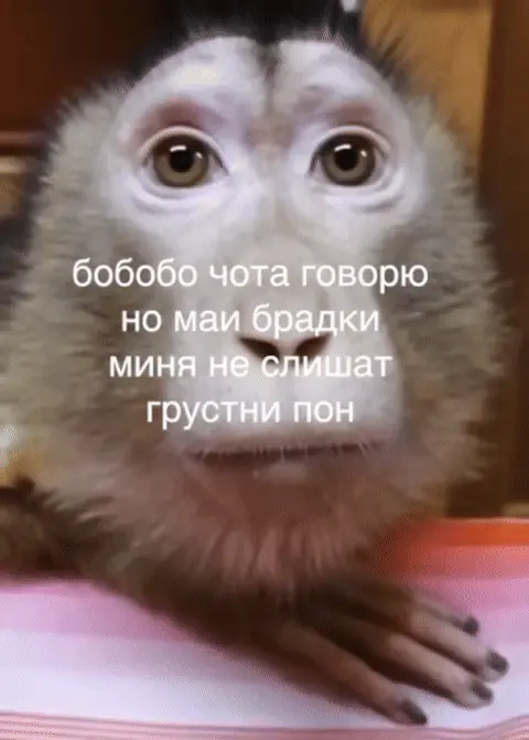 Грустная обезьянка: бобобо чота говорю