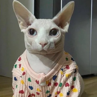 cats_memes