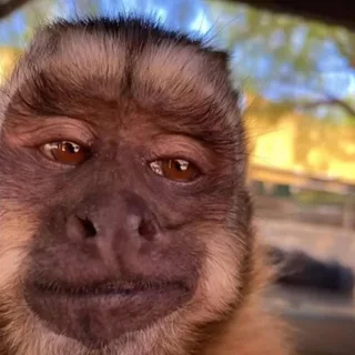 Аватар @monkey_memes