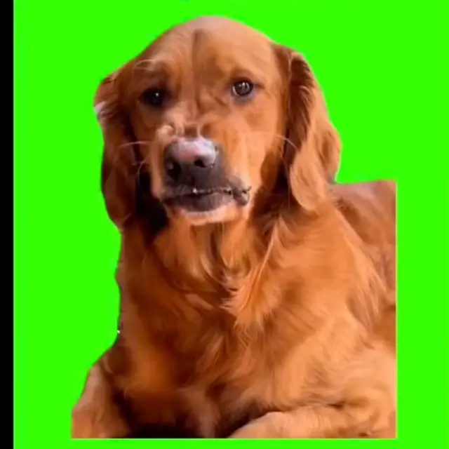 Собака кривится эээ баба эээ