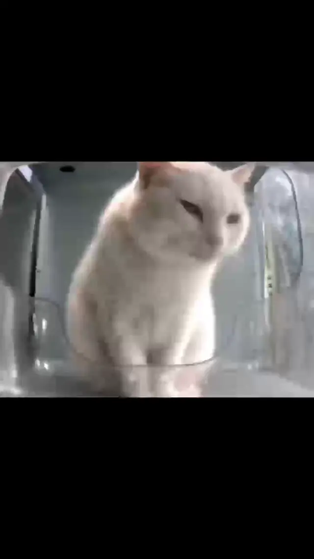 Сонный белый кот залипает