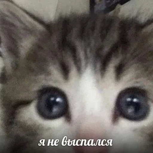 Статичное изображение. — котенок