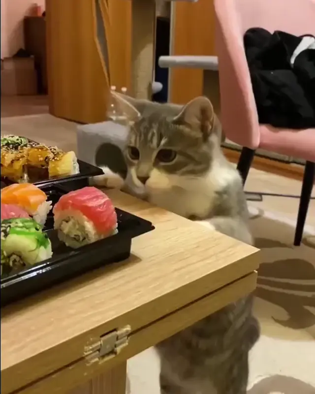 Кот ворует рыбу с суши