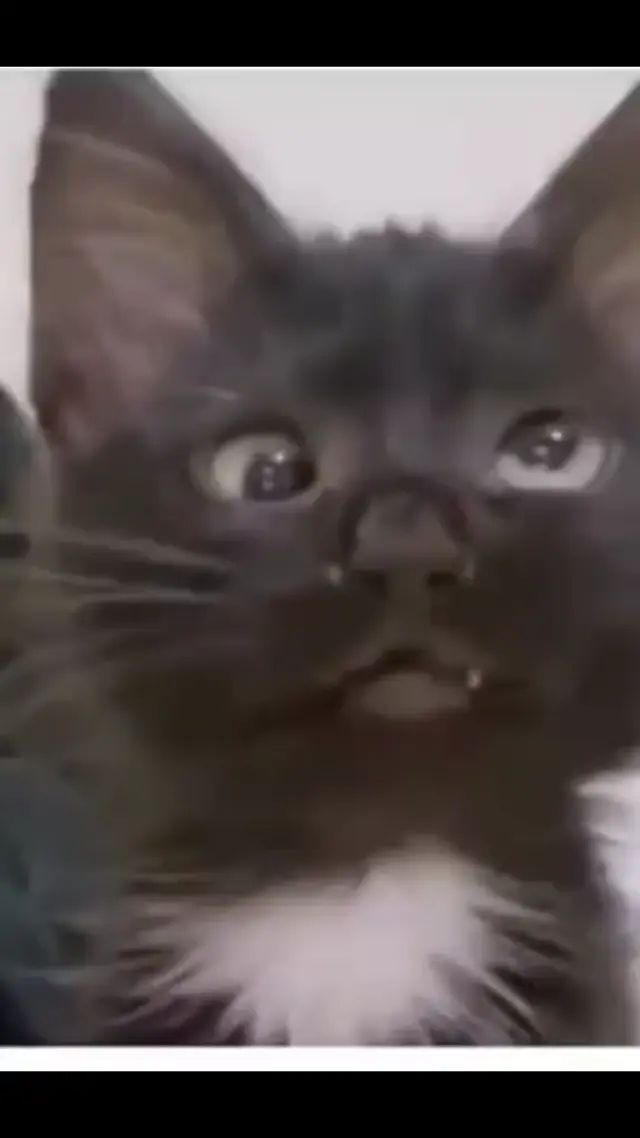 Косоглазый котенок говорит мяу