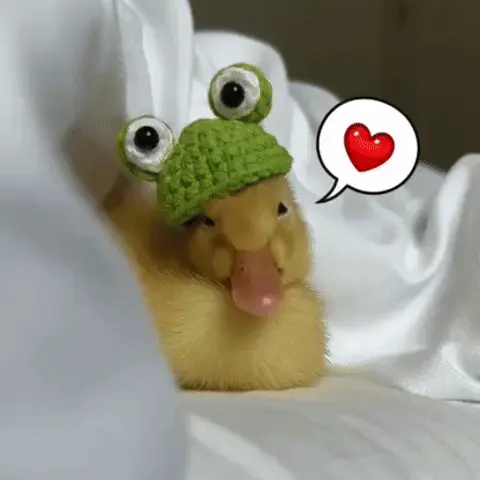 Утенок в шапочке лягушки шлет сердечко
