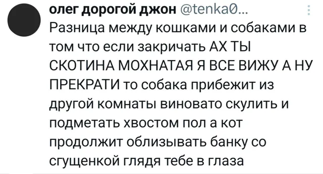 Разница между кошками и собаками