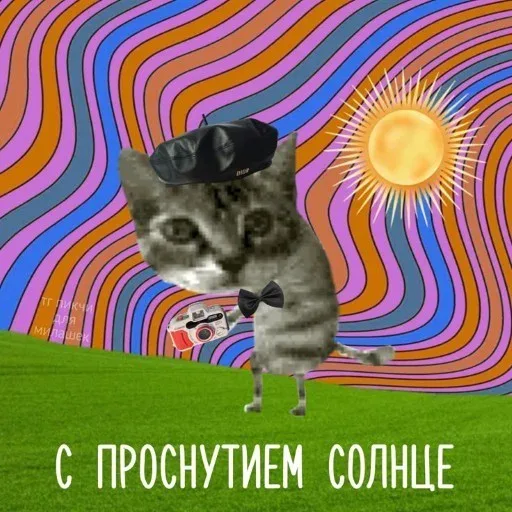 Статичное изображение, кот зафиксирован в позе с камерой. — кот в берете и с фотоаппаратом