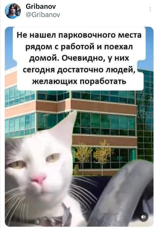 Кот сидит в машине, имитируя водителя, который только что принял решение развернуться и уехать. — автор поста @Gribanov, кот за рулем
