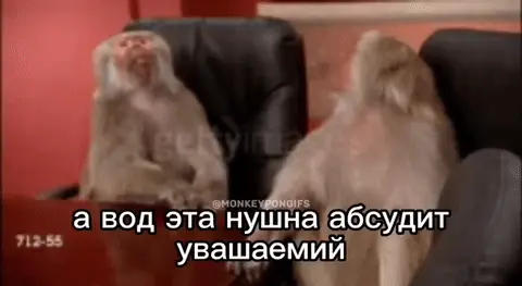 Обезьяны обсуждают важный вопрос
