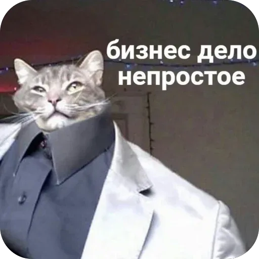 Статичное изображение кота в костюме. — кот в деловом костюме
