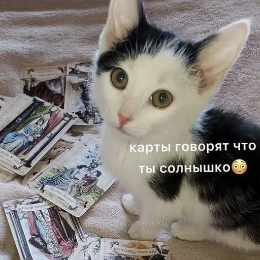 Котенок сидит неподвижно среди карт, создавая образ «гадалки». — черно-белый котенок