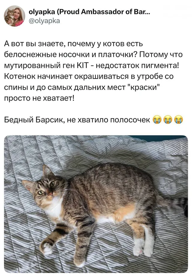 Бедный Барсик, не хватило полосочек