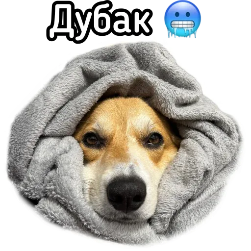Статичное изображение собаки в пледе. — собака в пледе