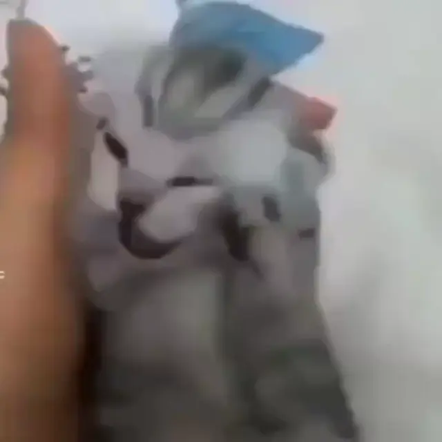 Кот кричит от боли