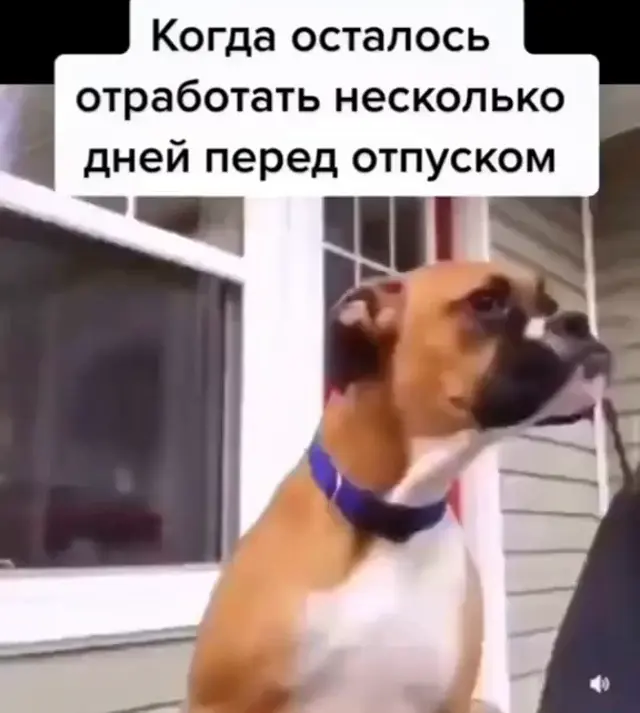 Собака воет от усталости перед отпуском