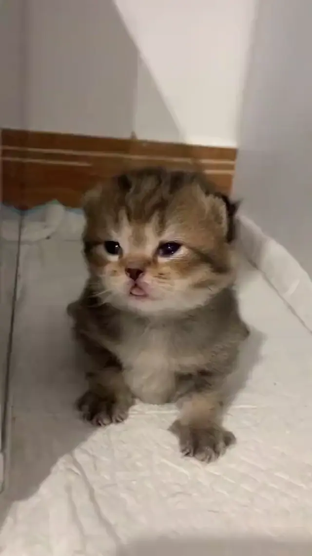 Сонный котенок показывает язык