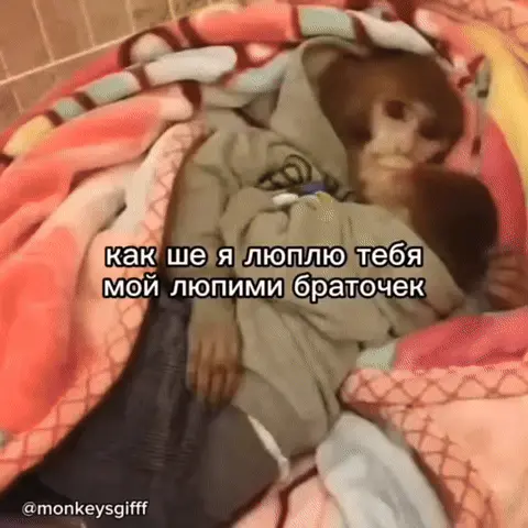 Обезьяна в худи крепко обнимает и прижимает к себе другую обезьяну, лежащую рядом под одеялом — Обезьянка в сером худи с Дональдом Даком