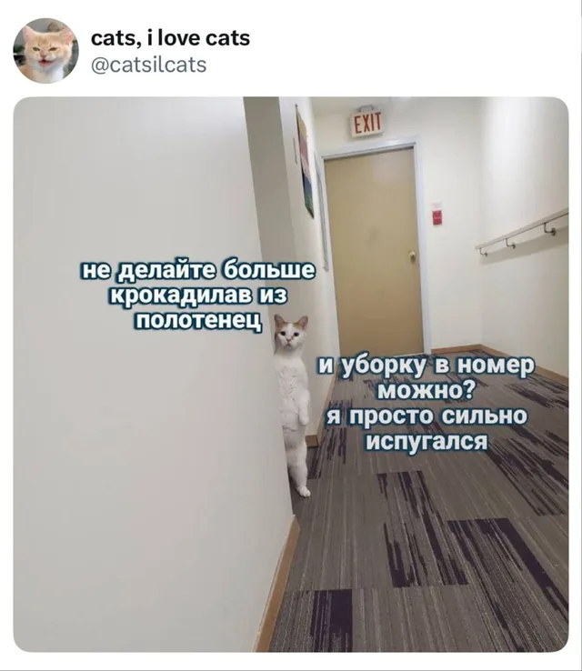 Кот просит не делать крокодилов из полотенец