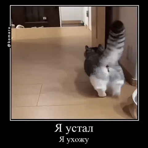 Пушистый серо-белый кот медленно идёт по коридору спиной к камере, высоко подняв полосатый хвост — Кот