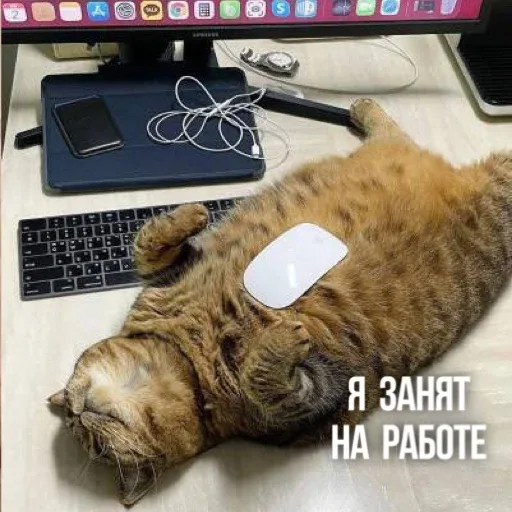 Кот лежит неподвижно на рабочем столе, перекрывая доступ к клавиатуре. — рыжий кот