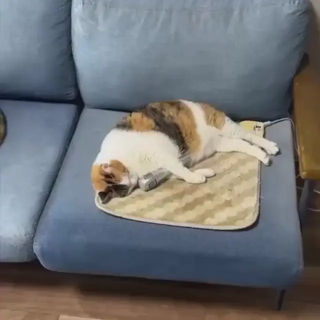 Кот поет оперу во сне