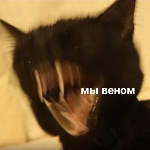 Кот зевает или рычит, создавая эффект «монструозного» искажения лица. — черный кот