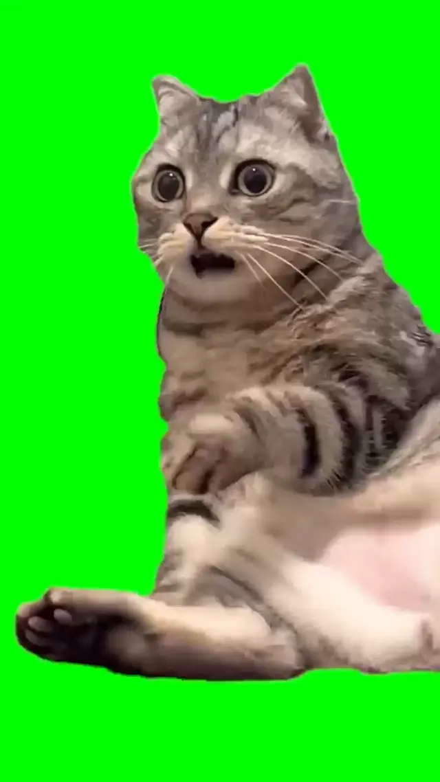 Шокированный кот на зеленом фоне