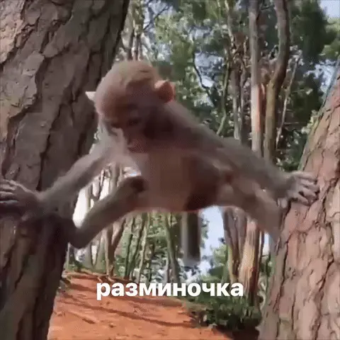 Утренняя разминочка от обезьяны