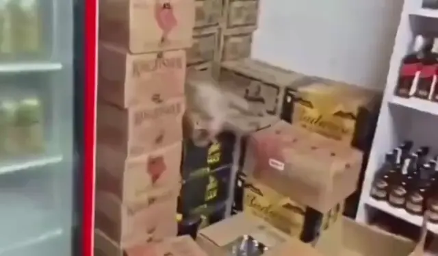 Человек снимает на камеру спящую среди коробок с пивом обезьяну, затем показывает на полке открытую и выпитую бутылку алкоголя