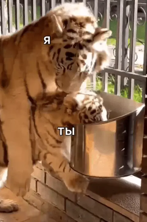 Тигр макает тигренка в ведро