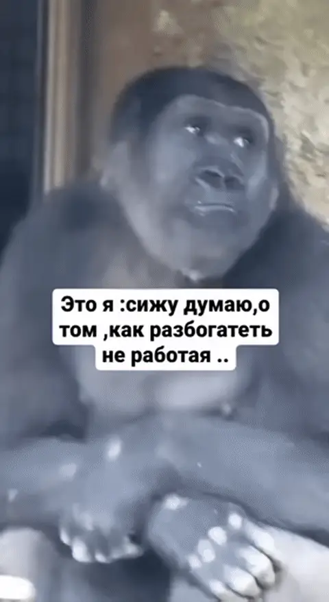 Обезьяна думает, как разбогатеть не работая
