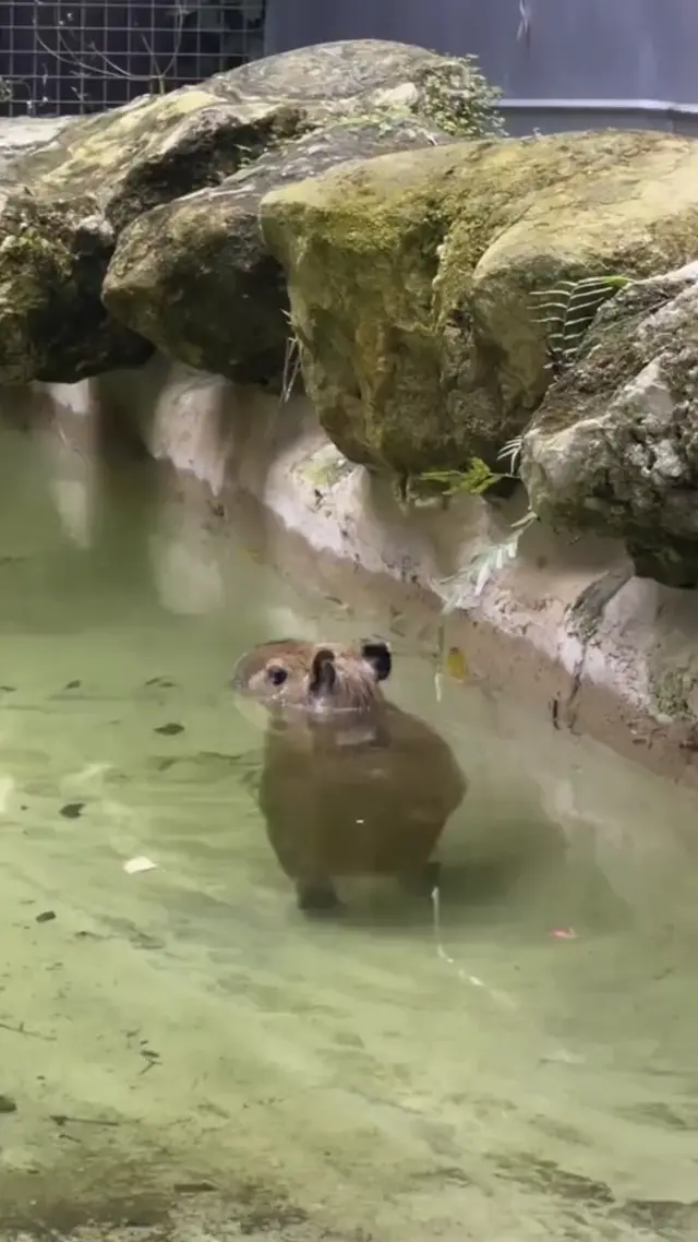 Капибара чиллит в воде
