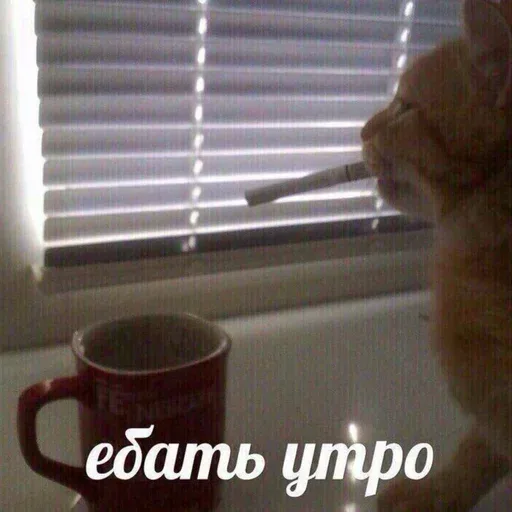 Кот неподвижно сидит с сигаретой во рту, имитируя человека, который только что проснулся и пребывает в состоянии экзистенциального кризиса. 