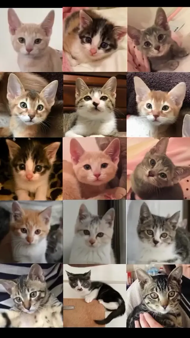 Поющие котята хором