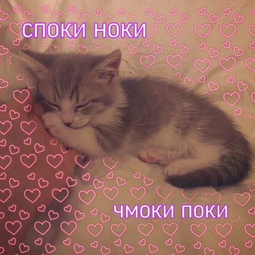 Котенок лежит неподвижно, прижавшись к руке — котенок