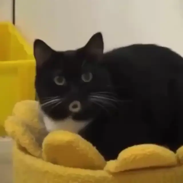 Удивленный кот с открытым ртом «О»