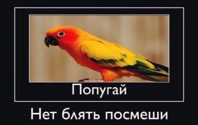 Статичное изображение демотиватора с птицей и саркастичной надписью — попугай