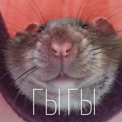 Статичное изображение. — крыса