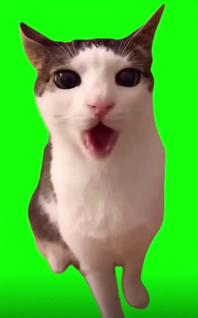 Хрустящий кот Луна на зеленом фоне