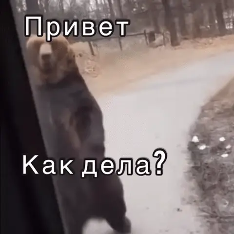 Медведь машет лапой: Привет, как дела?