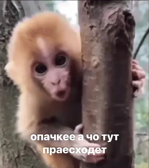 Опачкее а чо тут праесходит