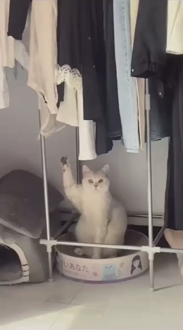 Кот поднял лапу под китайскую песню