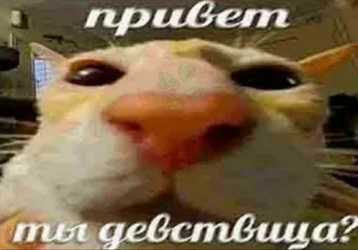 Статичное изображение, имитирующее неловкий или наглый «селфи-ракурс» в упор. — кот с искаженными пропорциями морды