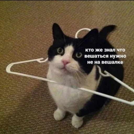 Кот сидит неподвижно с вешалкой на шее — черно-белый кот