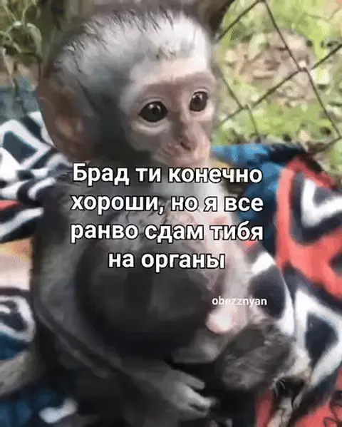 Брад ти конечно хороши, но я все ранво сдам тибя на органы