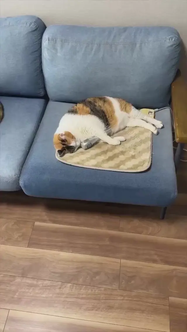 Кот храпит в микрофон