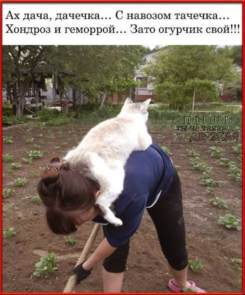 Женщина пропалывает грядку, кот неподвижно лежит у неё на спине, используя её как лежанку. — женщина в рабочей одежде, белый кот