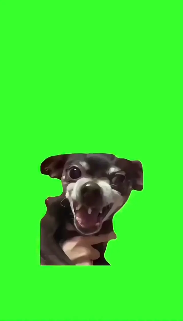 Смеющаяся собака на зеленом фоне