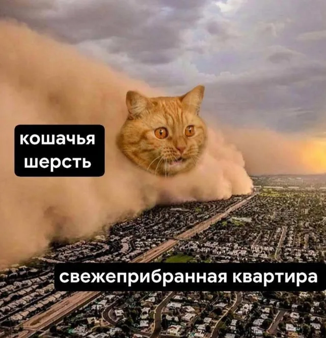 Кошачья шерсть против свежеприбранной квартиры